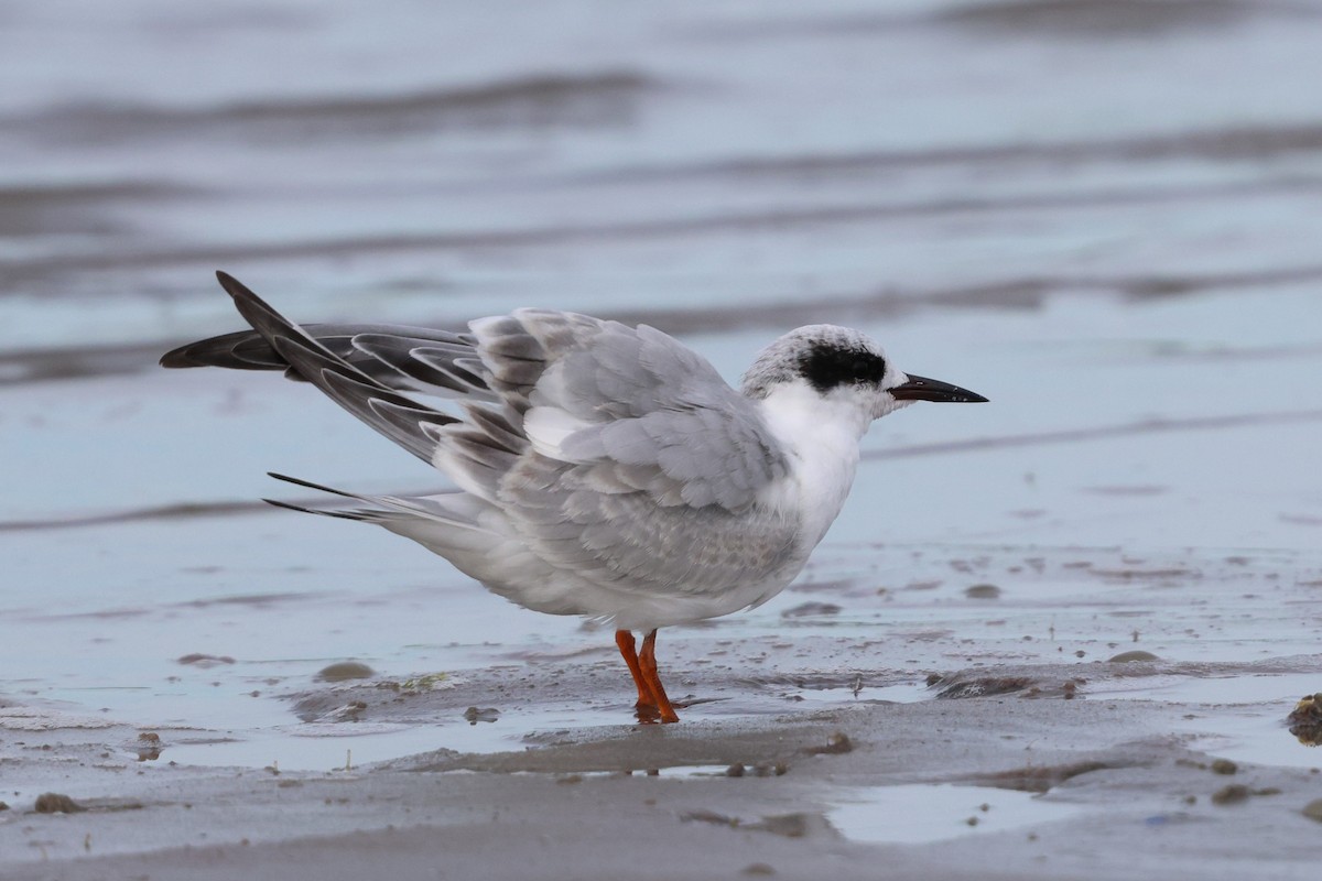 メリケンアジサシ - ML642255700