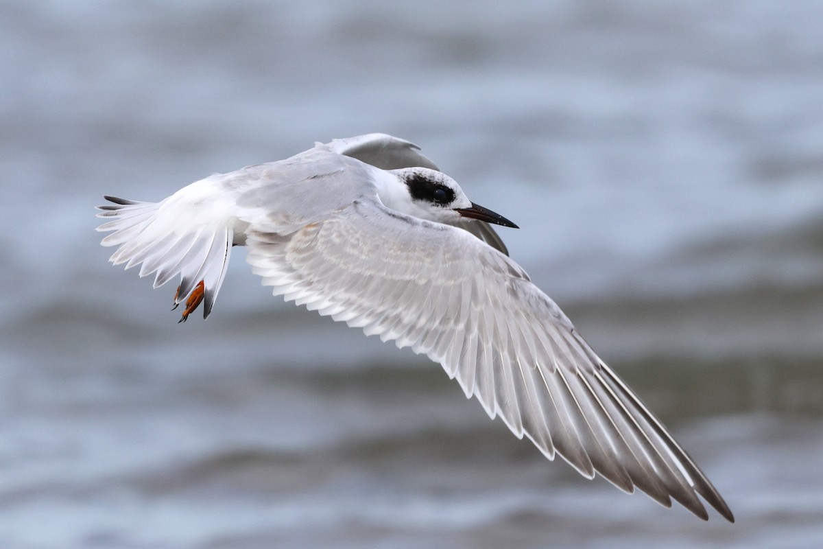 メリケンアジサシ - ML642255701