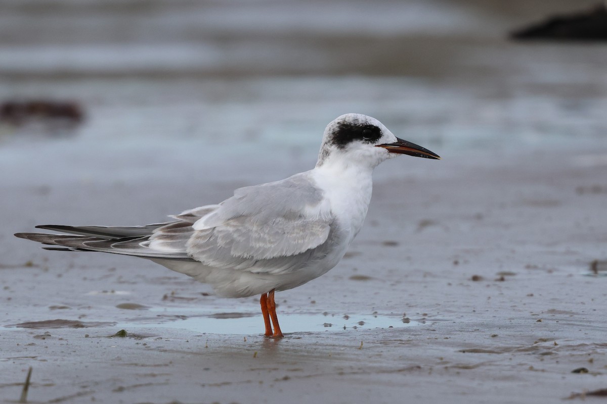 メリケンアジサシ - ML642255702