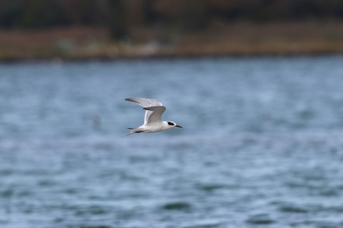 メリケンアジサシ - ML642255703