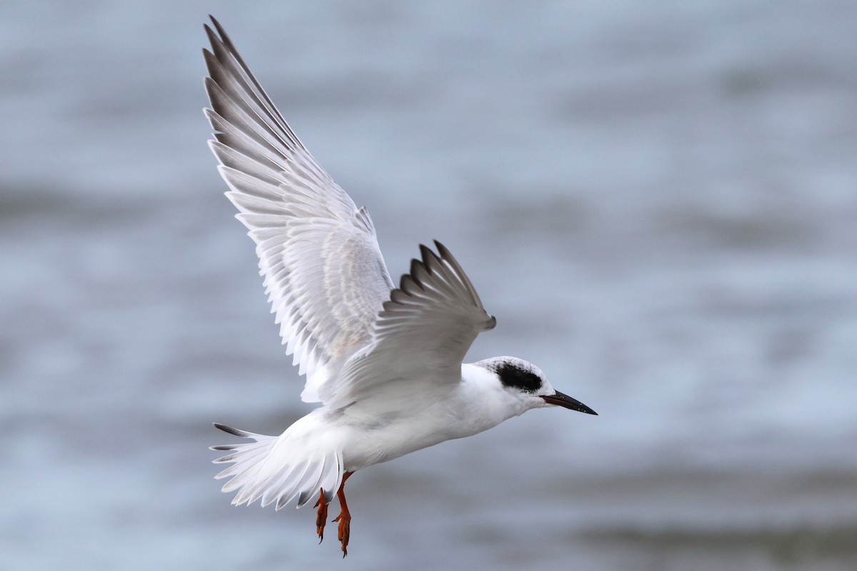 メリケンアジサシ - ML642255704