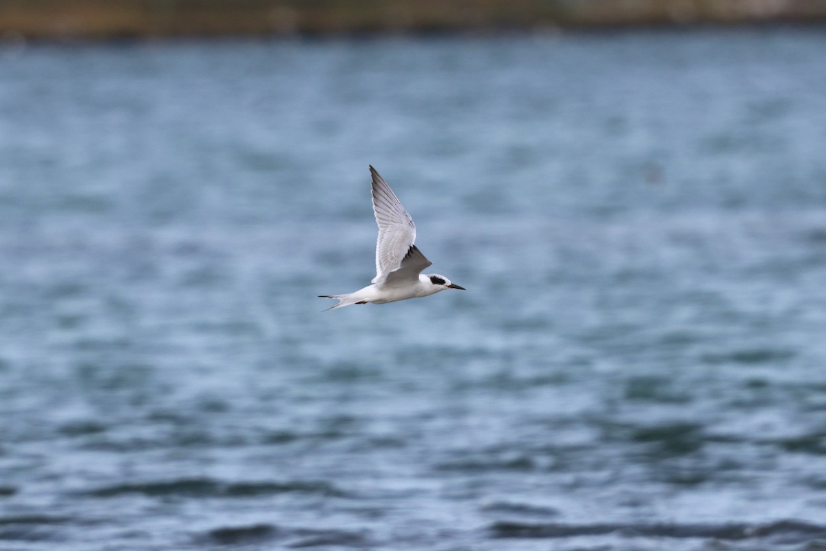 メリケンアジサシ - ML642255705