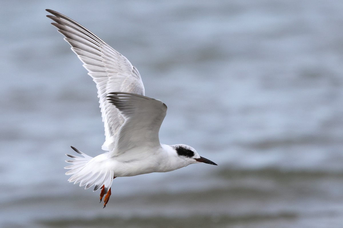 メリケンアジサシ - ML642255706