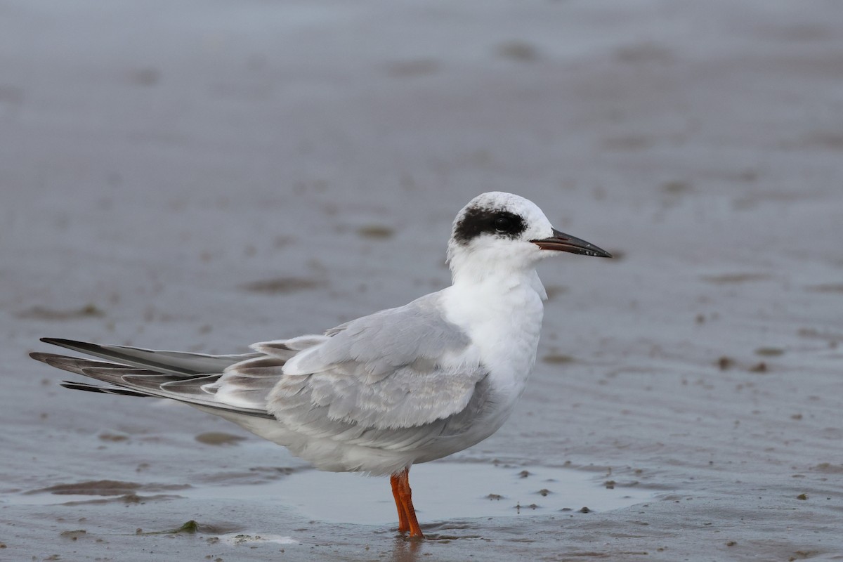 メリケンアジサシ - ML642255707