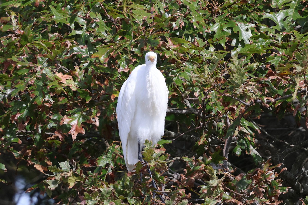 ダイサギ - ML642255722