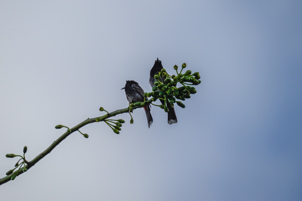 bulbul šupinkový - ML642255742