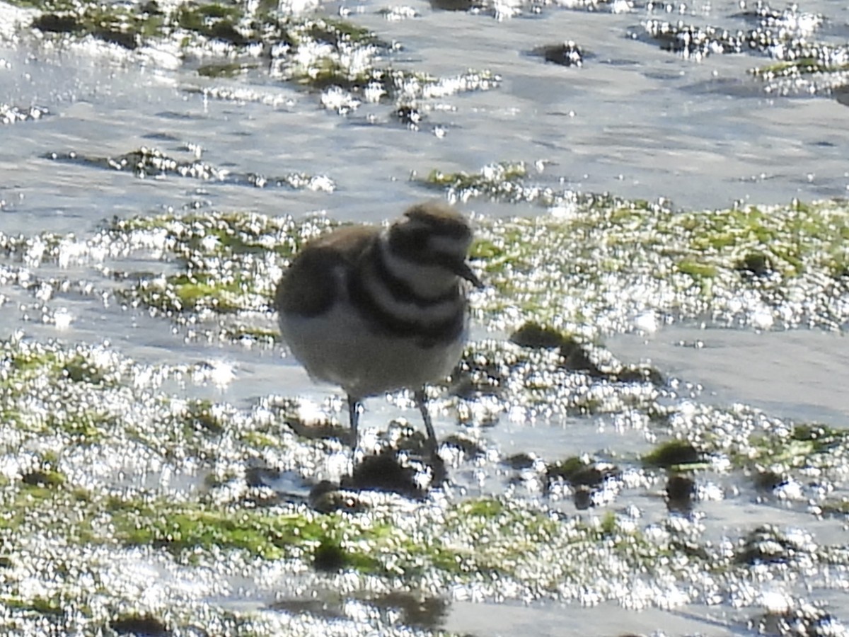 Killdeer - ML642255757