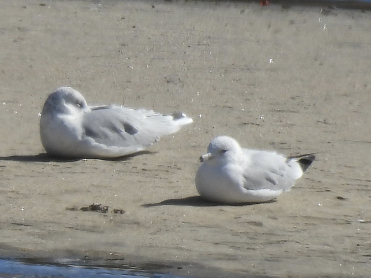 Ring-billed Gull - ML642255764