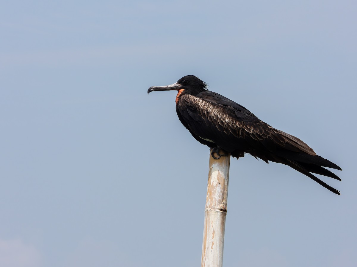Christmas Island Frigatebird - ML642255766