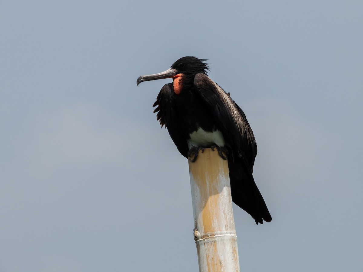 Christmas Island Frigatebird - ML642255768