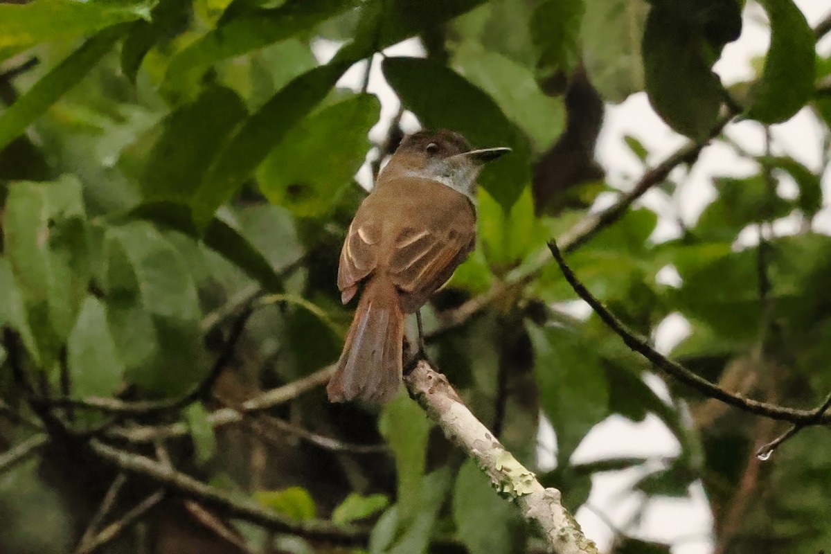 Dusky-capped Flycatcher - ML642255782
