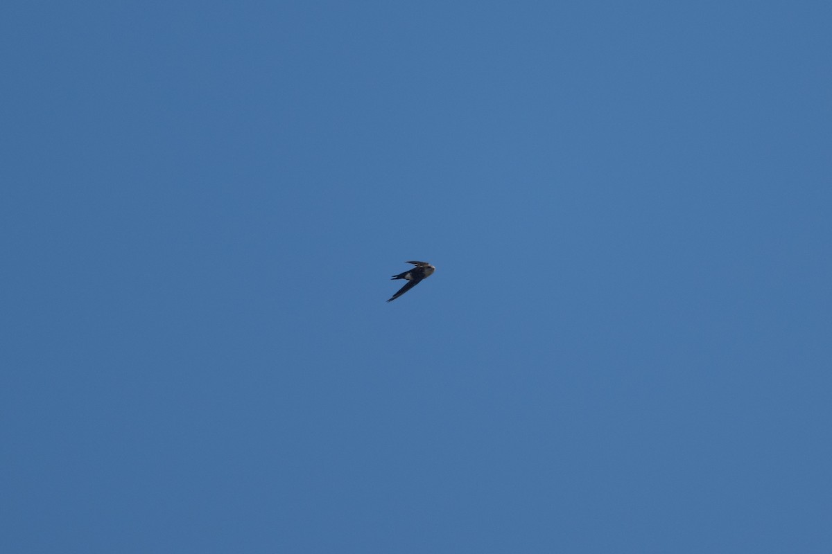 White-throated Swift - ML642255819