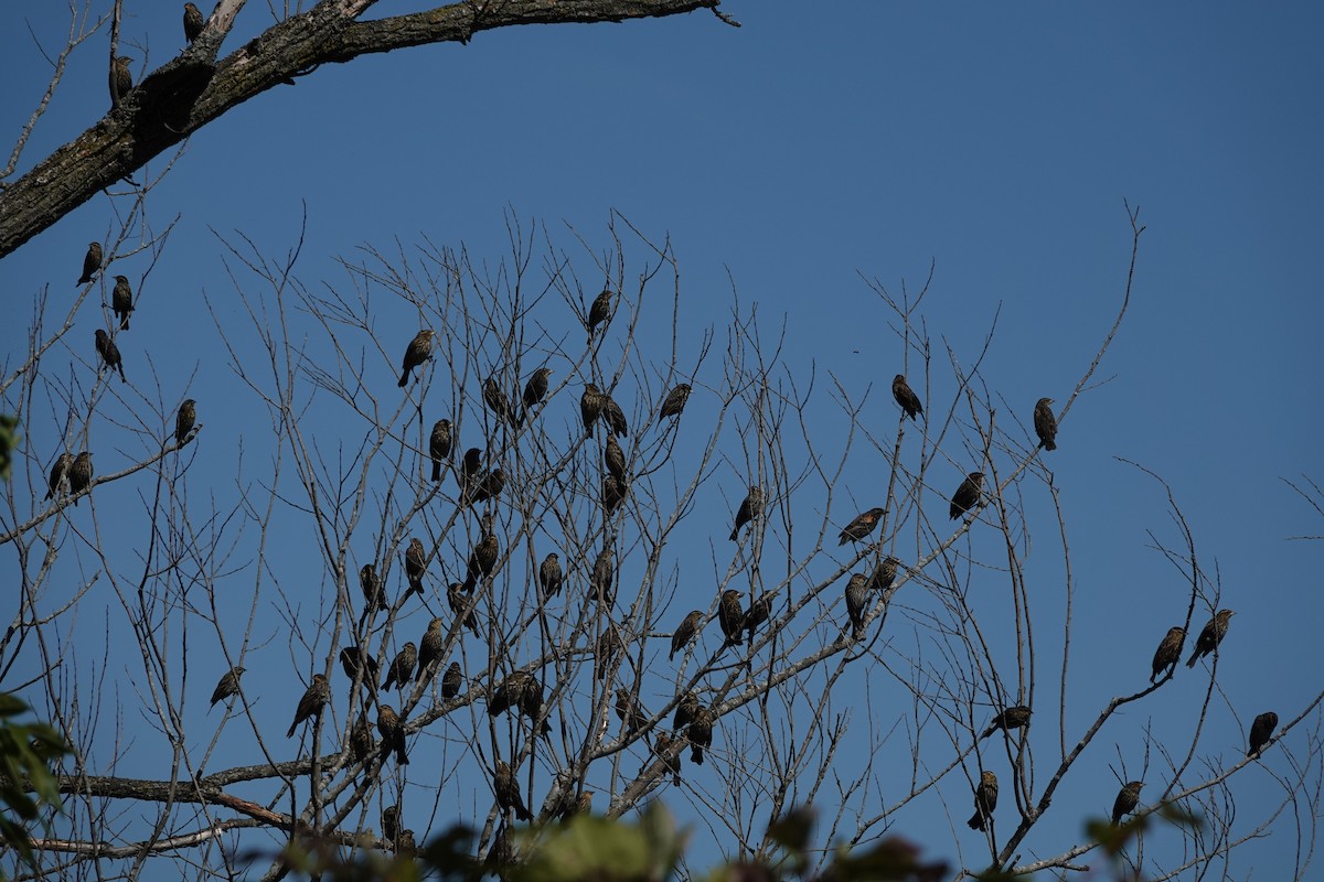 ハゴロモガラス - ML642255829