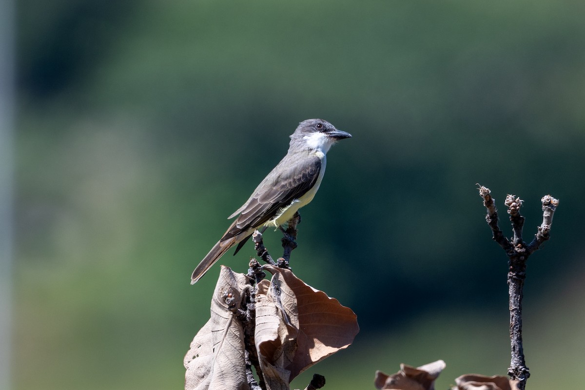Thick-billed Kingbird - ML642255830