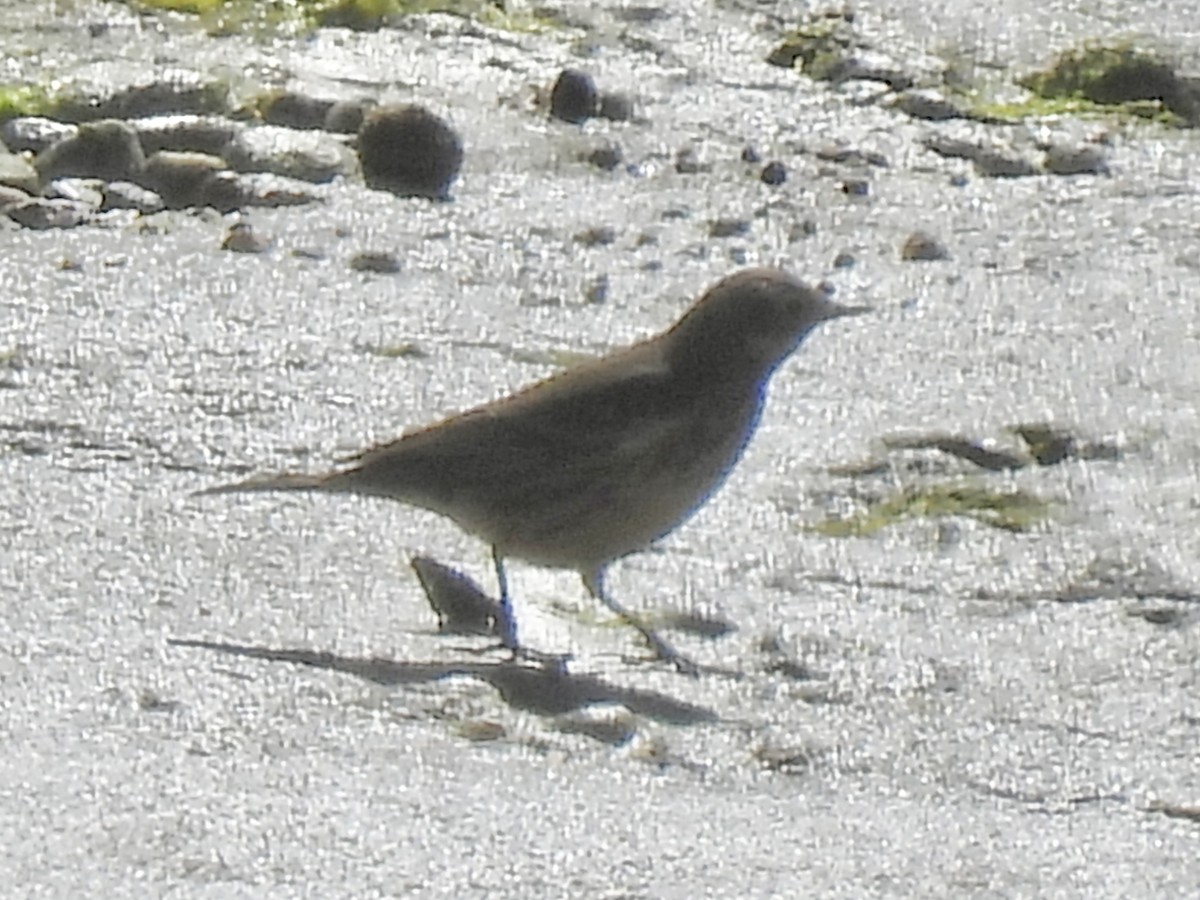 American Pipit - ML642255833