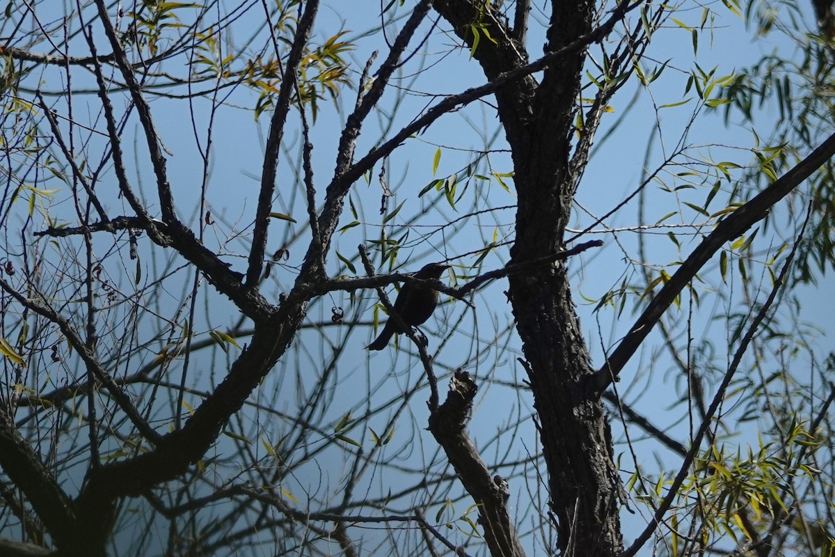 クロムクドリモドキ - ML642255850