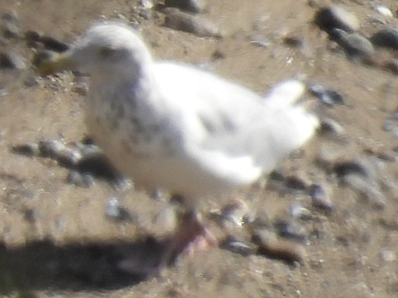 American Herring Gull - ML642255855