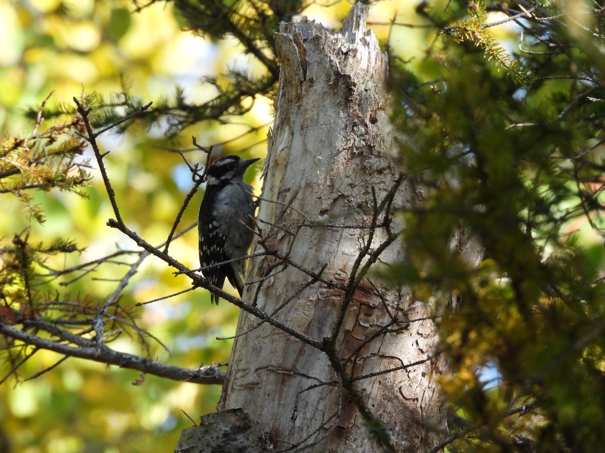 Downy Woodpecker - ML642255864