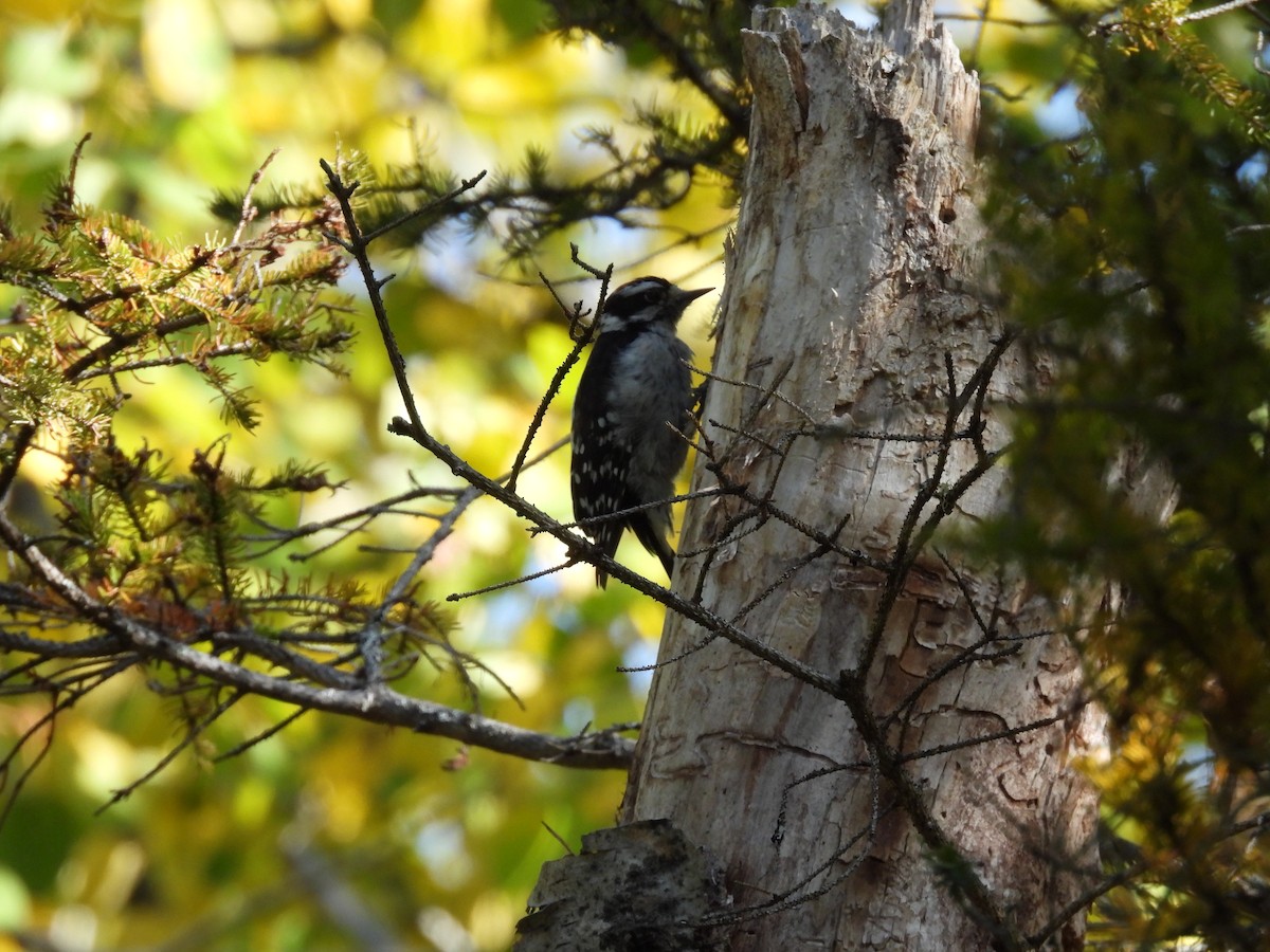 Downy Woodpecker - ML642255865