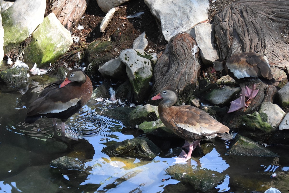 Black-bellied Whistling-Duck - ML642255943
