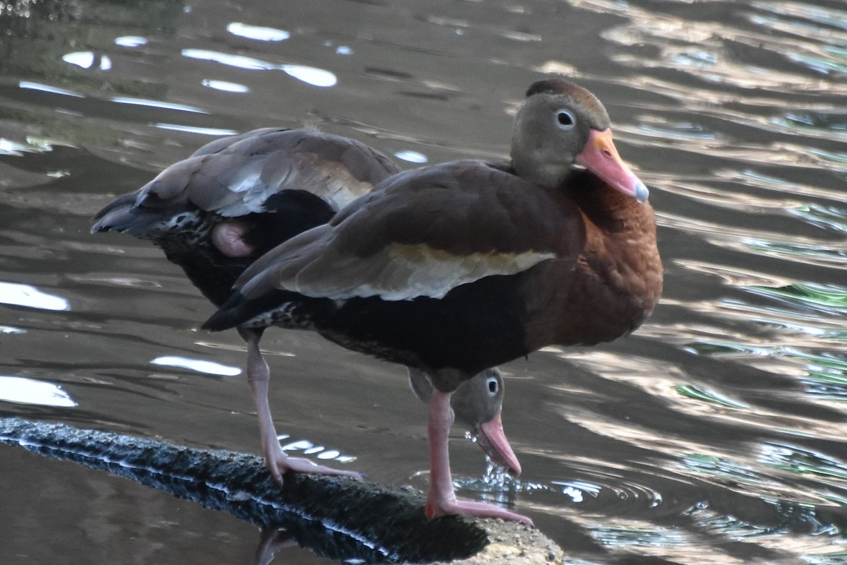 Black-bellied Whistling-Duck - ML642255944
