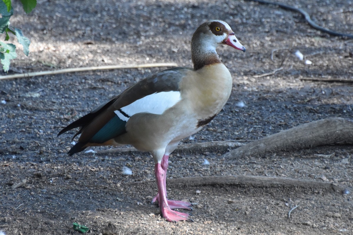 Egyptian Goose - ML642255947