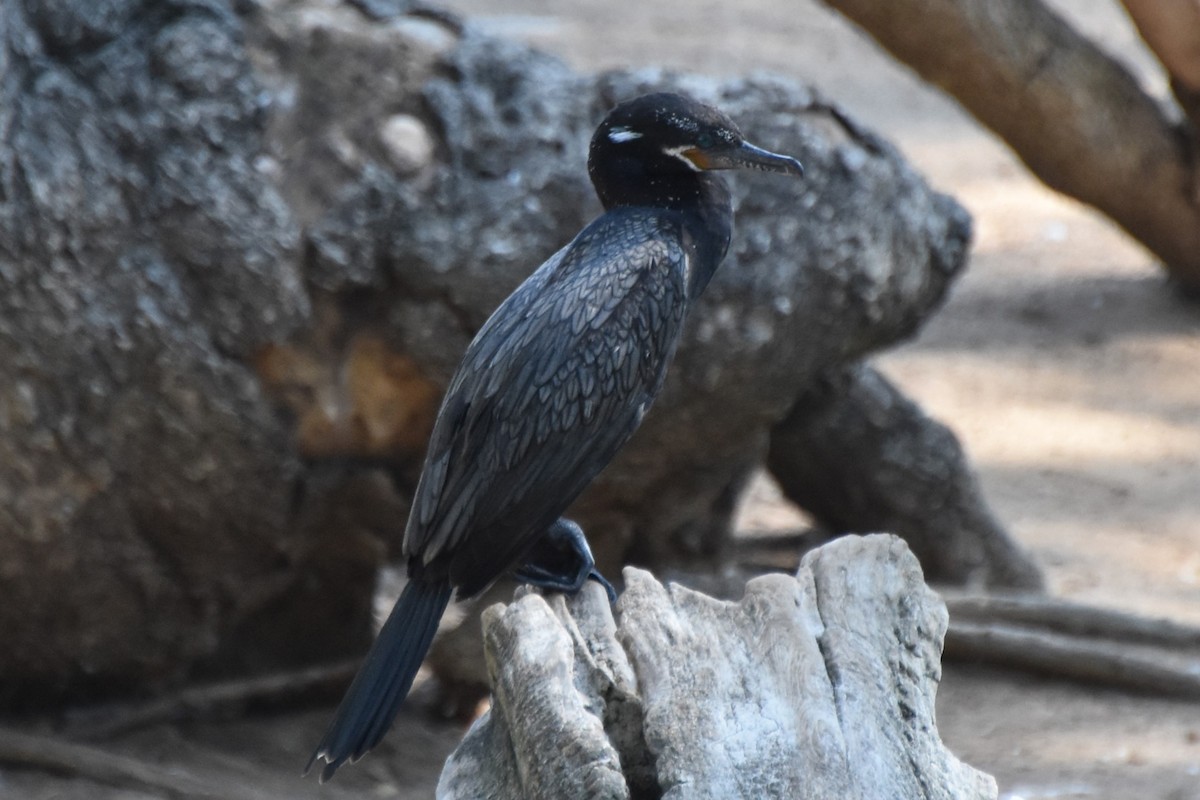 Neotropic Cormorant - ML642255962