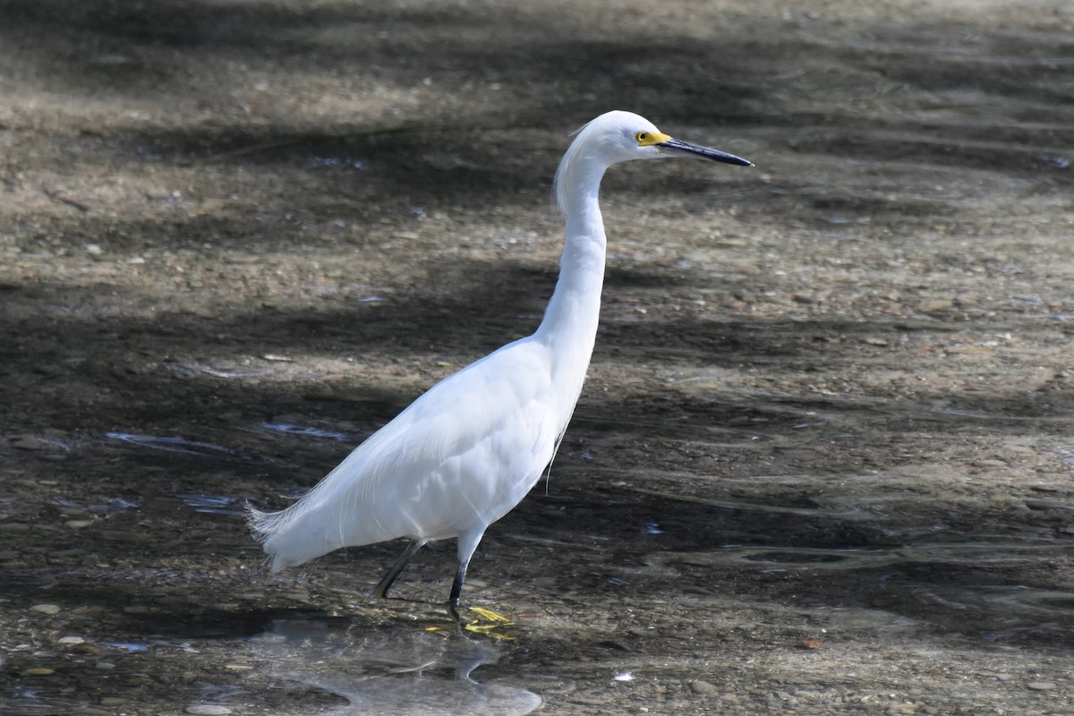Snowy Egret - ML642255967