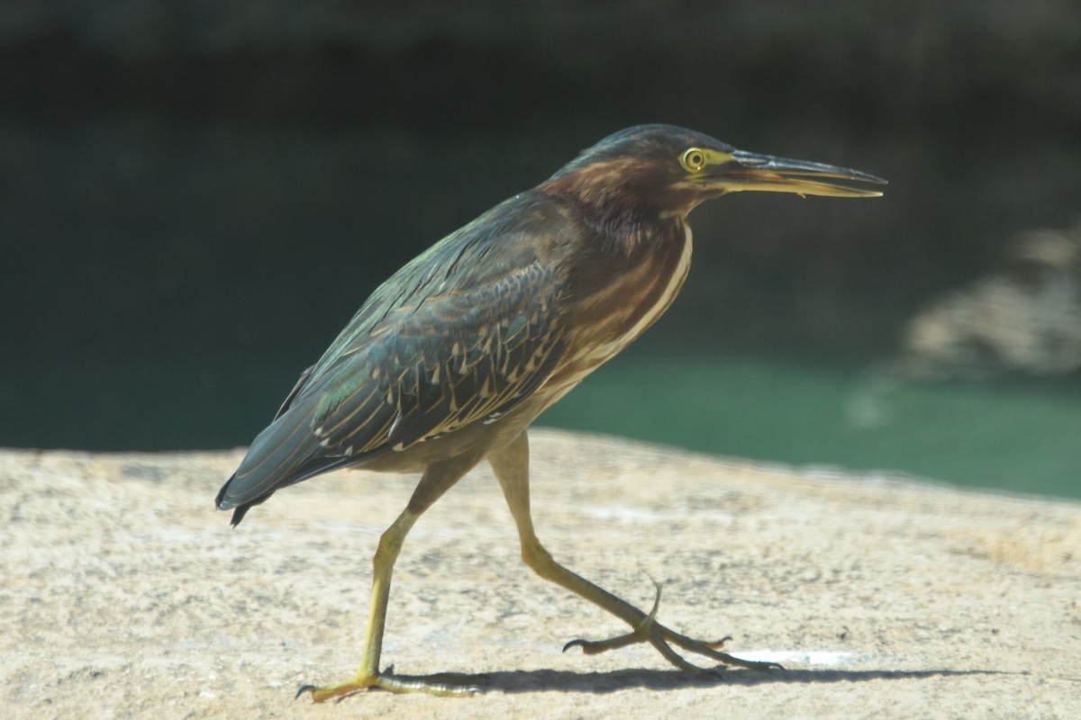 Green Heron - ML642255970