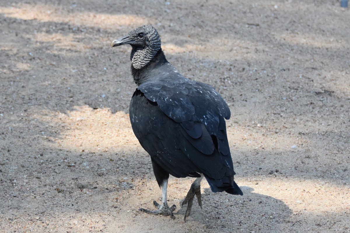 Black Vulture - ML642255975