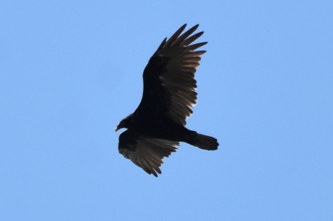 Turkey Vulture - ML642255976