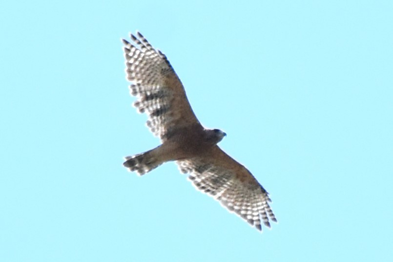 Red-shouldered Hawk - ML642255977