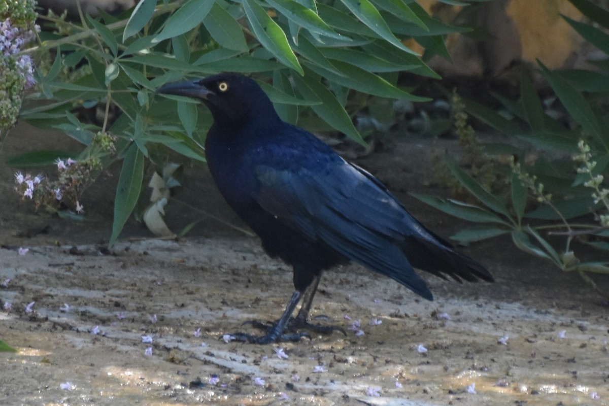Great-tailed Grackle - ML642255994