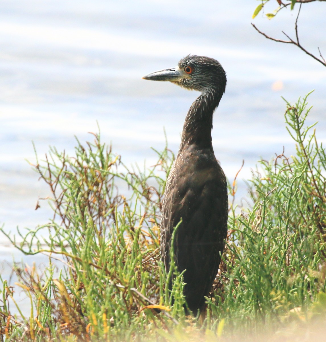 Yellow-crowned Night Heron - ML642256013
