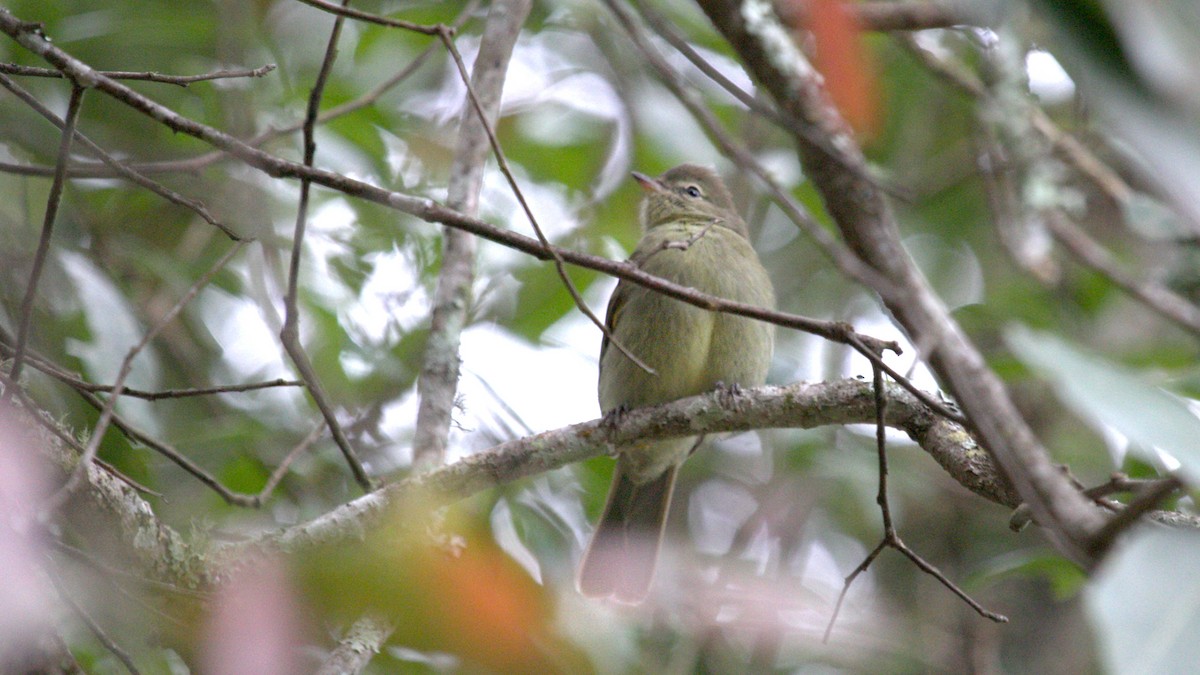 Highland Elaenia - ML642256030