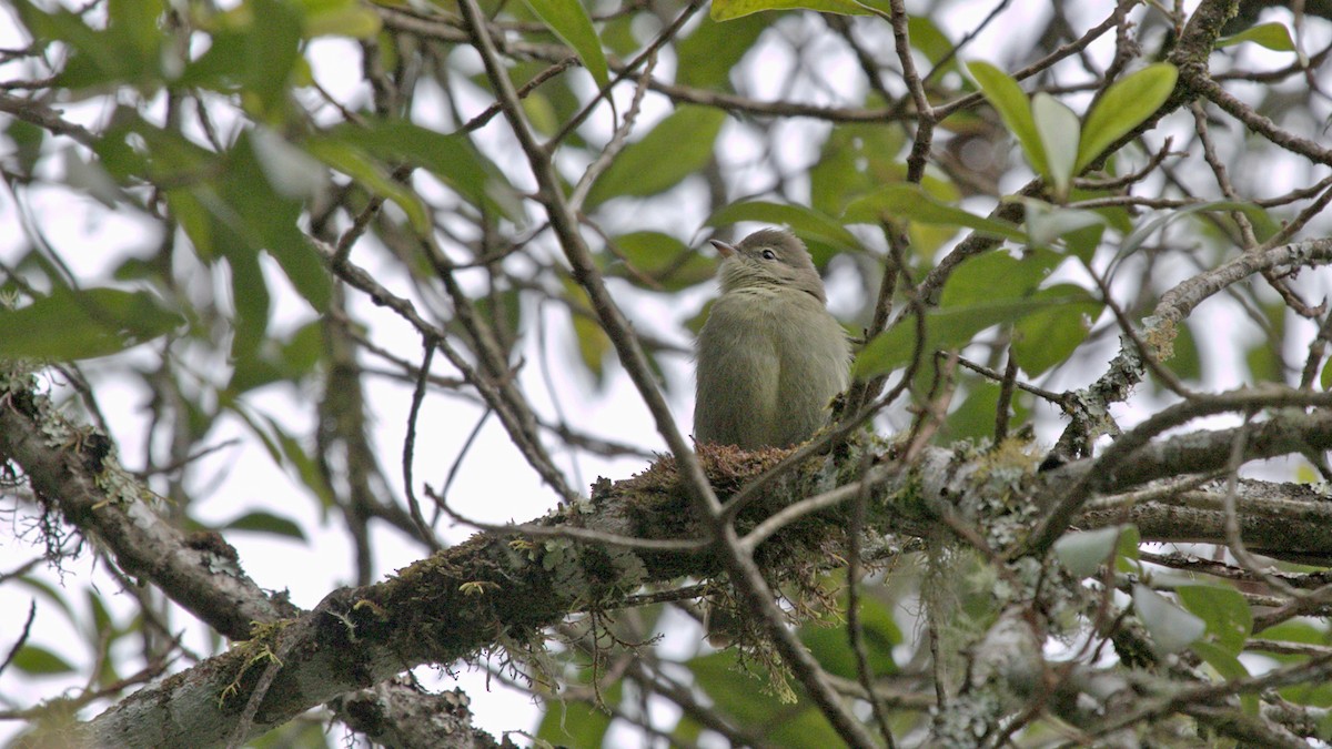 Highland Elaenia - ML642256031