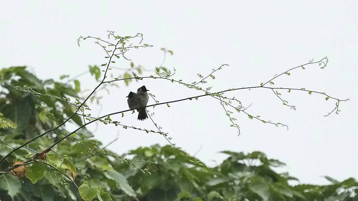 Red-vented Bulbul - ML642256053