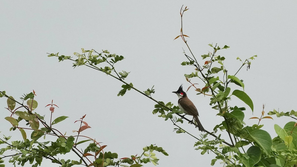 Red-whiskered Bulbul - ML642256099