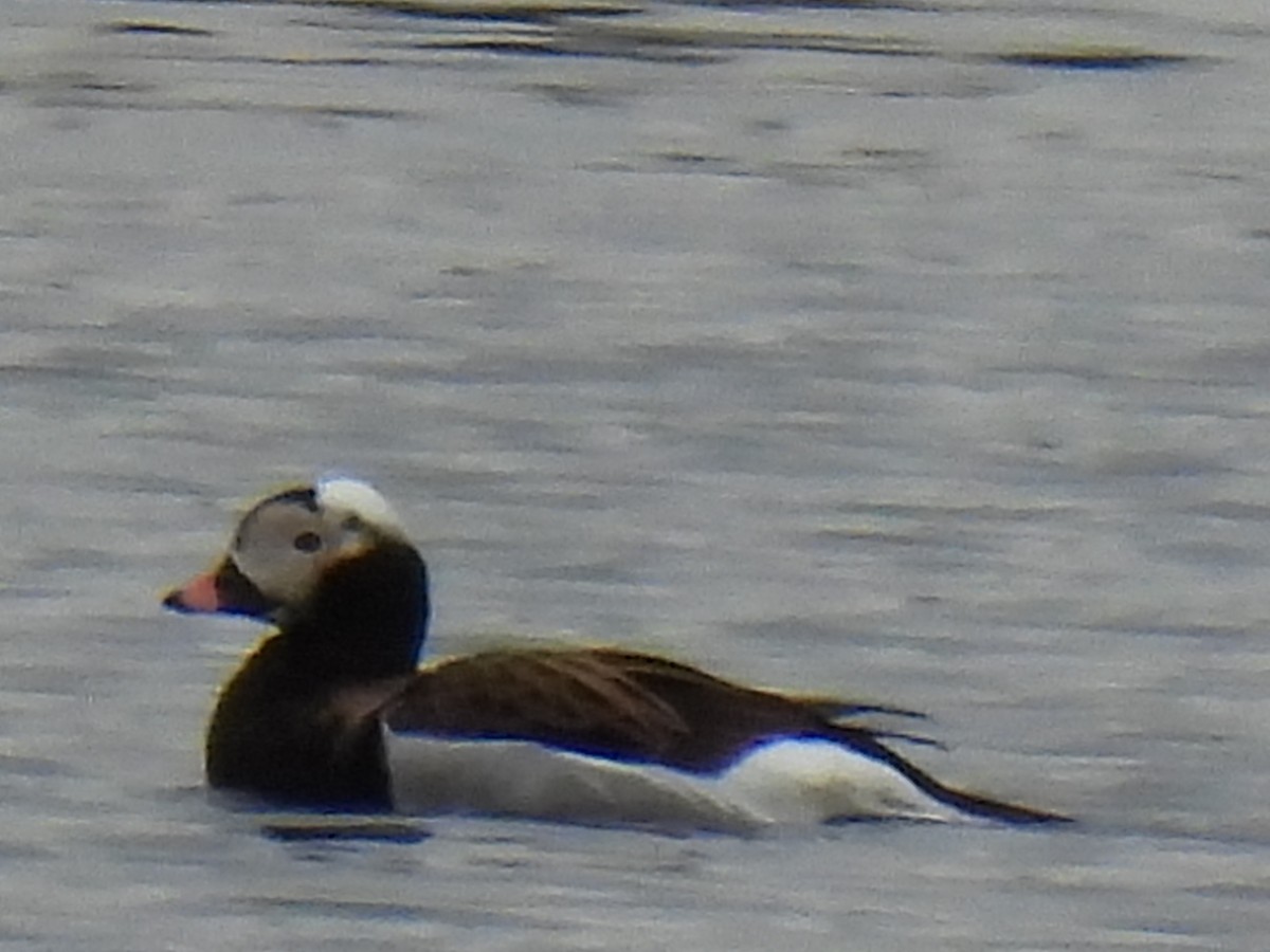 Long-tailed Duck - ML642256104