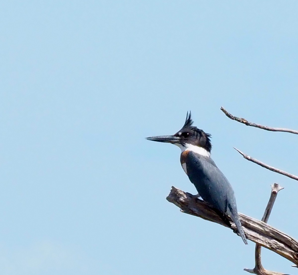 Belted Kingfisher - ML642256105