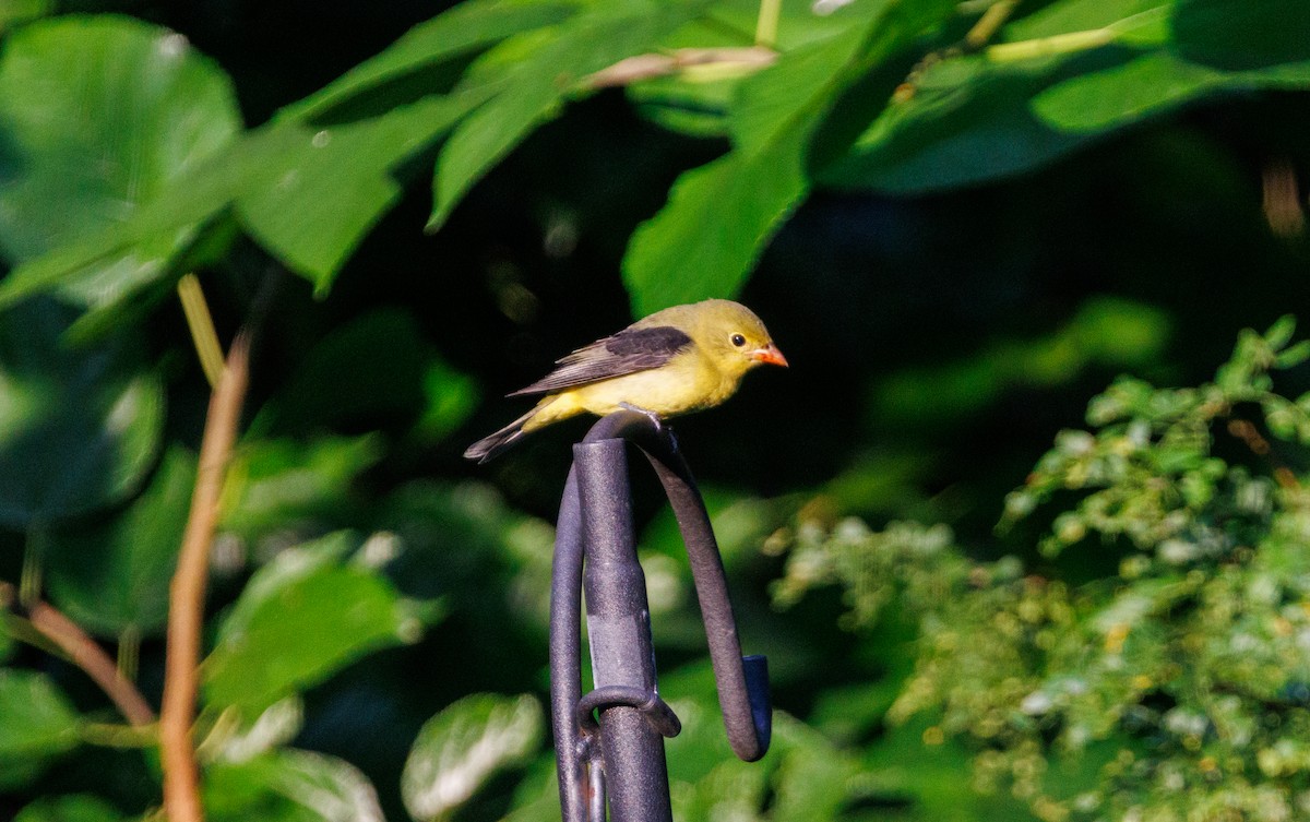 アカフウキンチョウ - ML642256112