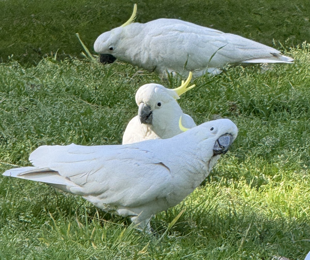 Sulphur-crested Cockatoo - ML642256123