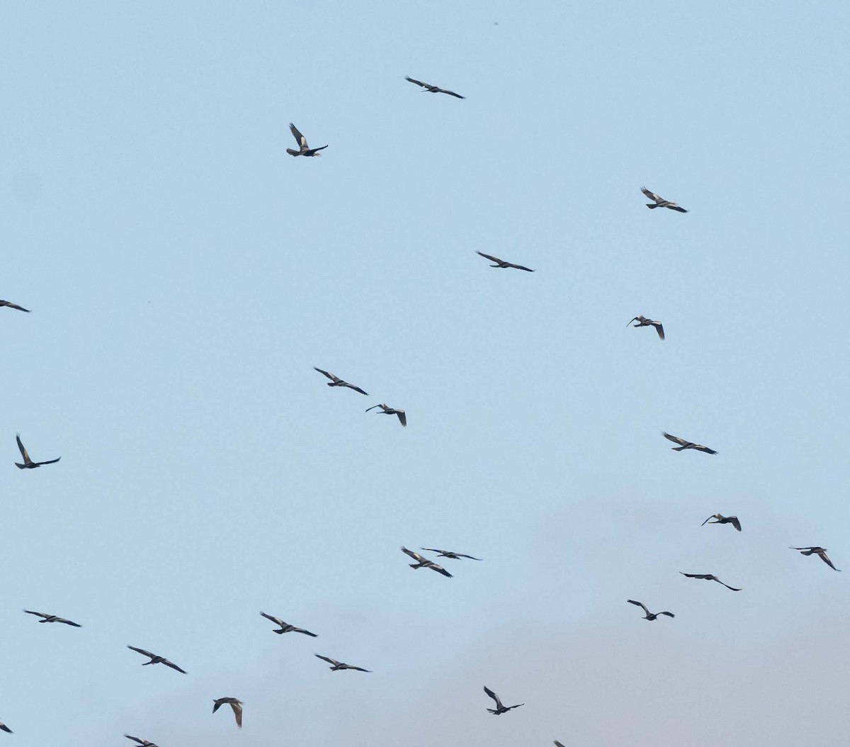 Anhinga - ML642256194