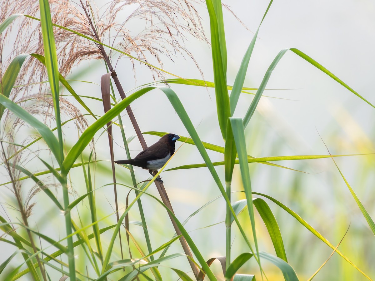 Javan Munia - ML642256225