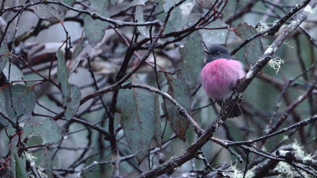 Pink Robin - ML642256226
