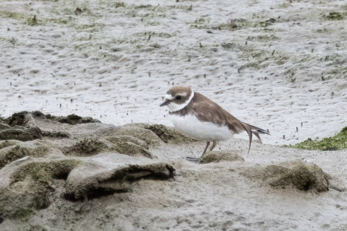 Semipalmated Plover - ML642256244