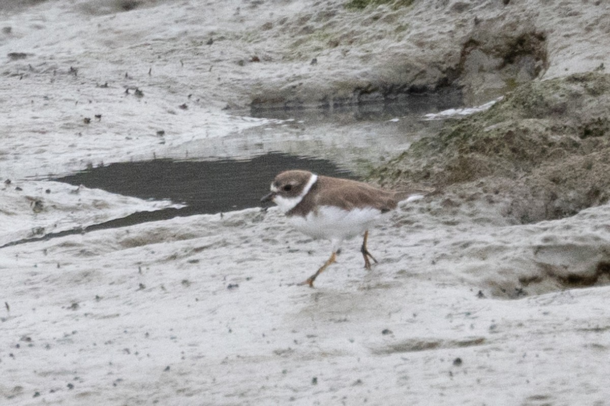 Semipalmated Plover - ML642256245