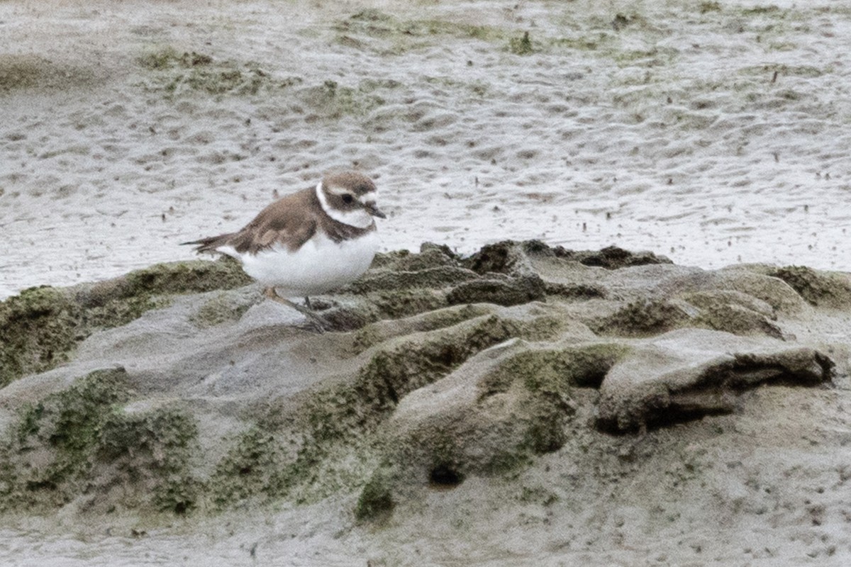 Semipalmated Plover - ML642256246