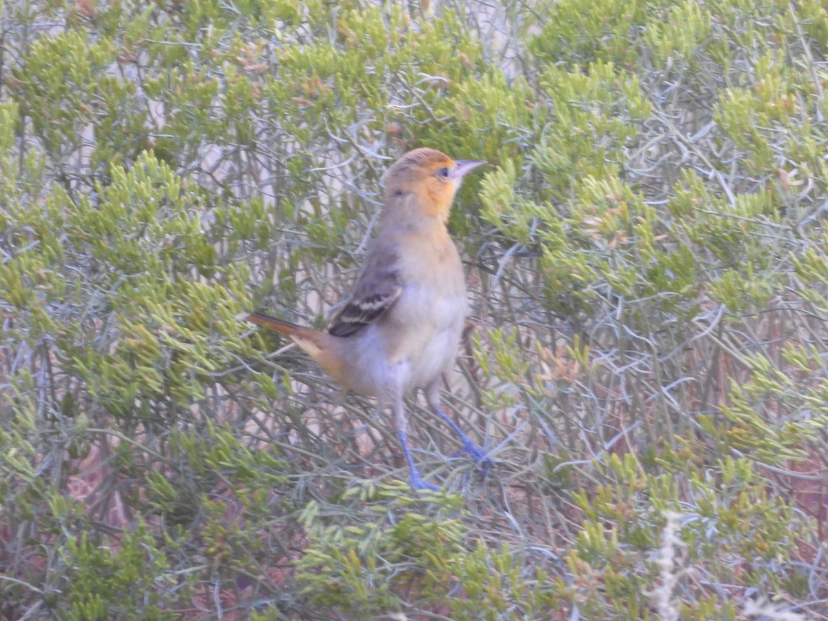 Bullock's Oriole - ML642256249
