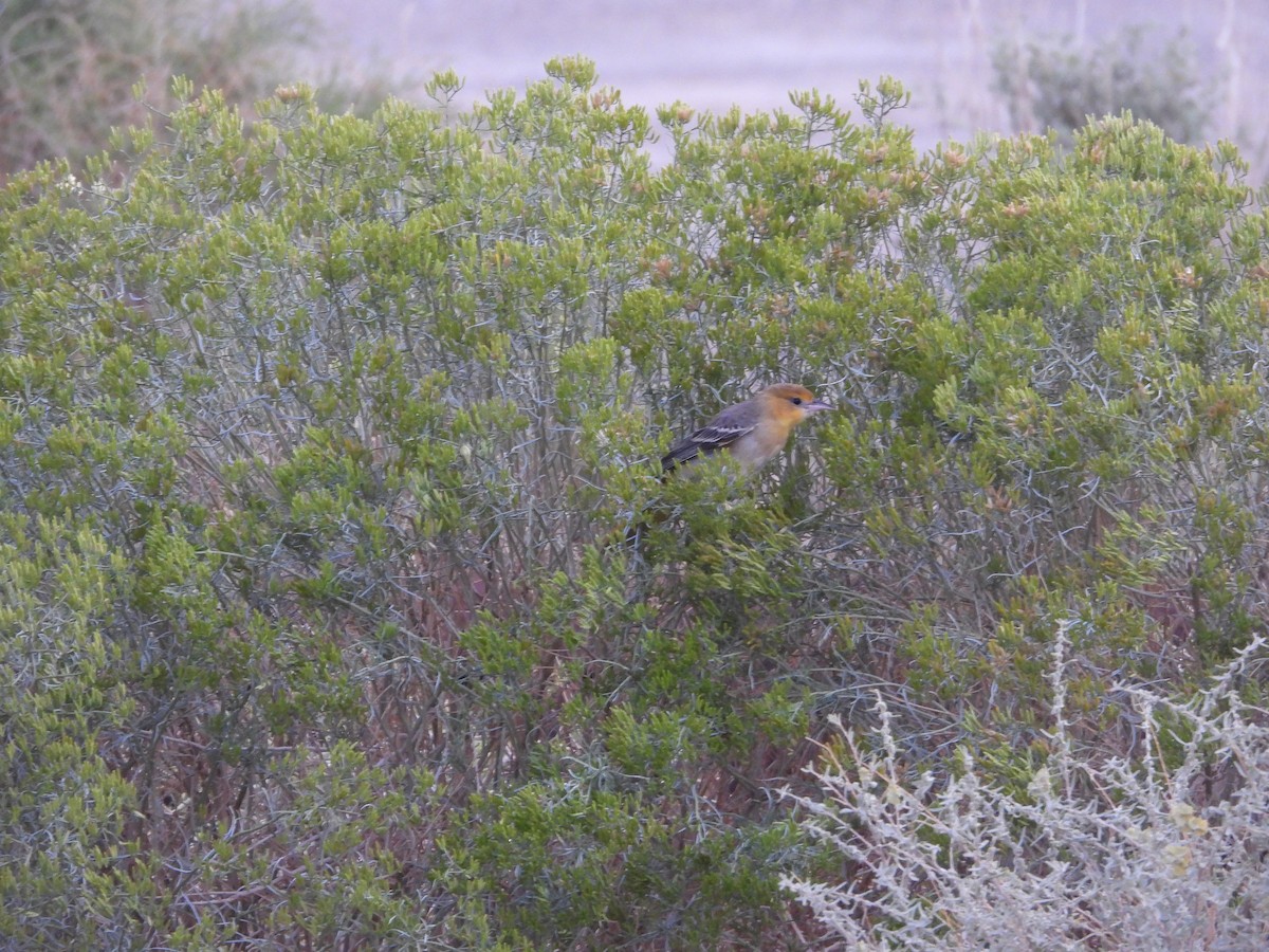 Bullock's Oriole - ML642256250